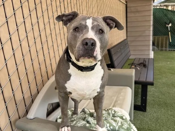 A senior large-sized female Pit Bull Terrier dog named Ellie May for adoption in Oceanside, CA