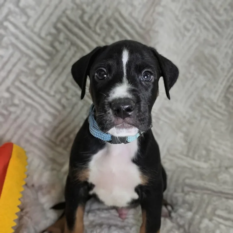 A baby medium-sized male Tricolor (Brown, Black, & White) Mixed Breed dog named Kai for adoption in Cleveland, TX