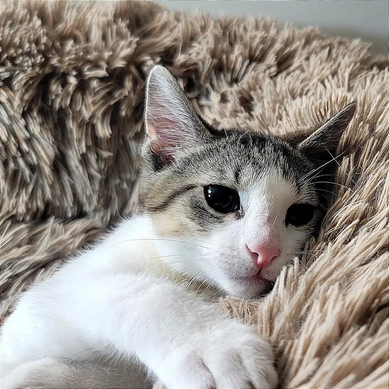 A baby small-sized male Brown / Chocolate Domestic Short Hair cat named Pan for adoption in Plainfield, IL