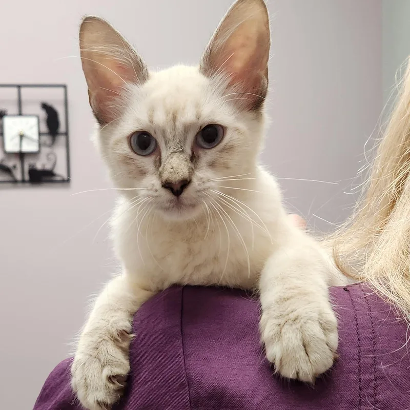 A baby medium-sized female Blue Point Siamese cat named Lizzy for adoption in Magnolia, TX