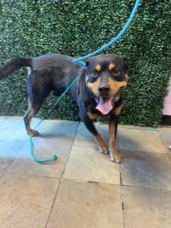 An adult large-sized male Black Rottweiler dog named Xolo for adoption in El Paso, TX