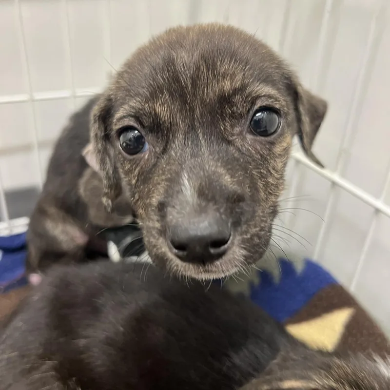 A baby medium-sized male Mixed Breed dog named Dior for adoption in Austin, TX