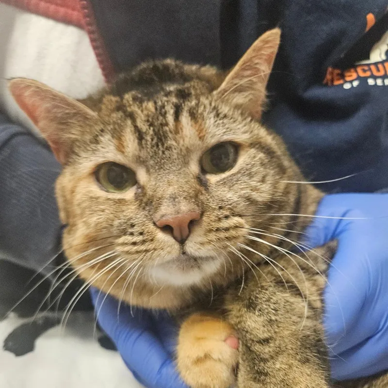 An adult medium-sized female Domestic Short Hair cat named Moana for adoption in Birdsboro, PA