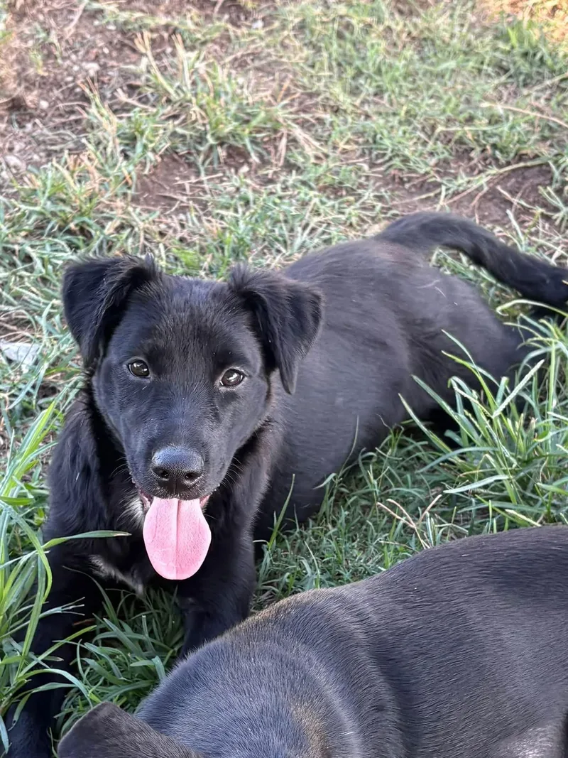 A baby medium-sized female Labrador Retriever dog named Dixie for adoption in Grove, OK