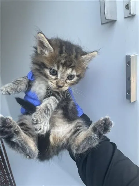A baby small-sized male Domestic Medium Hair cat named A for adoption in Houston, TX