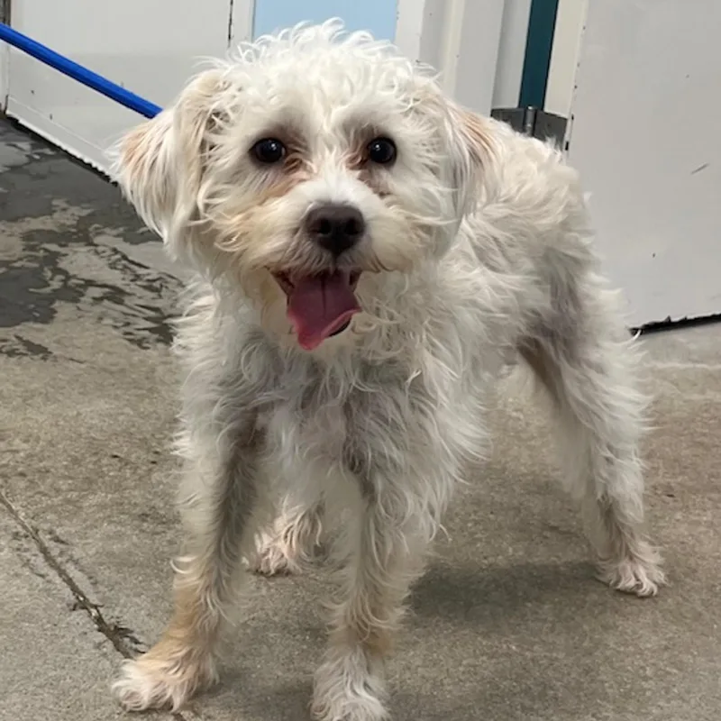 A young small-sized male Terrier dog named Benji for adoption in Albany, NY