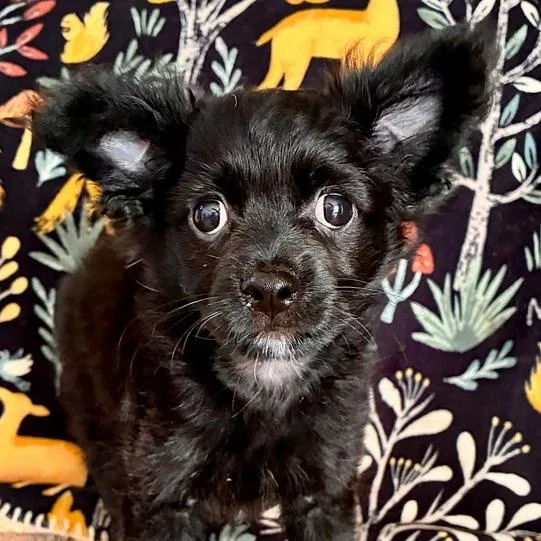 A baby small-sized male Black Chihuahua dog named Sawyer for adoption in Oklahoma City, OK
