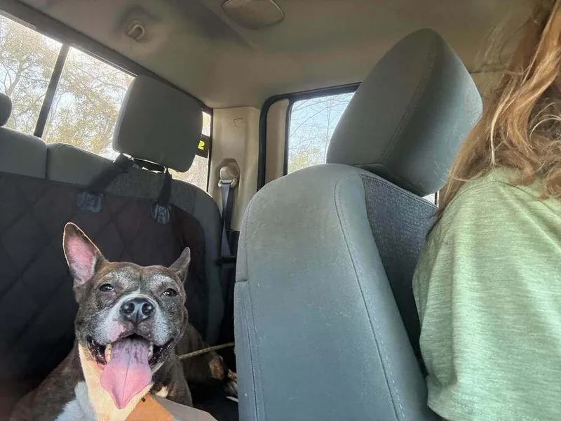An adult medium-sized female American Bulldog dog named Dixie for adoption in Milton, FL
