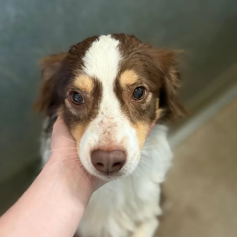 An adult medium-sized male Brown / Chocolate Australian Shepherd dog named Theo for adoption in Ardmore, OK