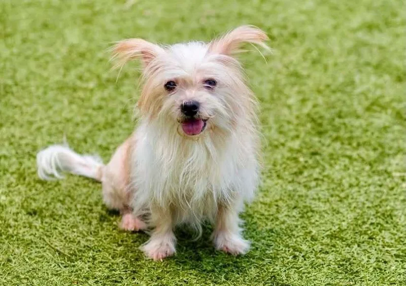 An adult small-sized female Shih Tzu dog named Matilda for adoption in Breinigsville, PA