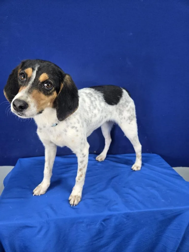 Jamboree thumbnail 2