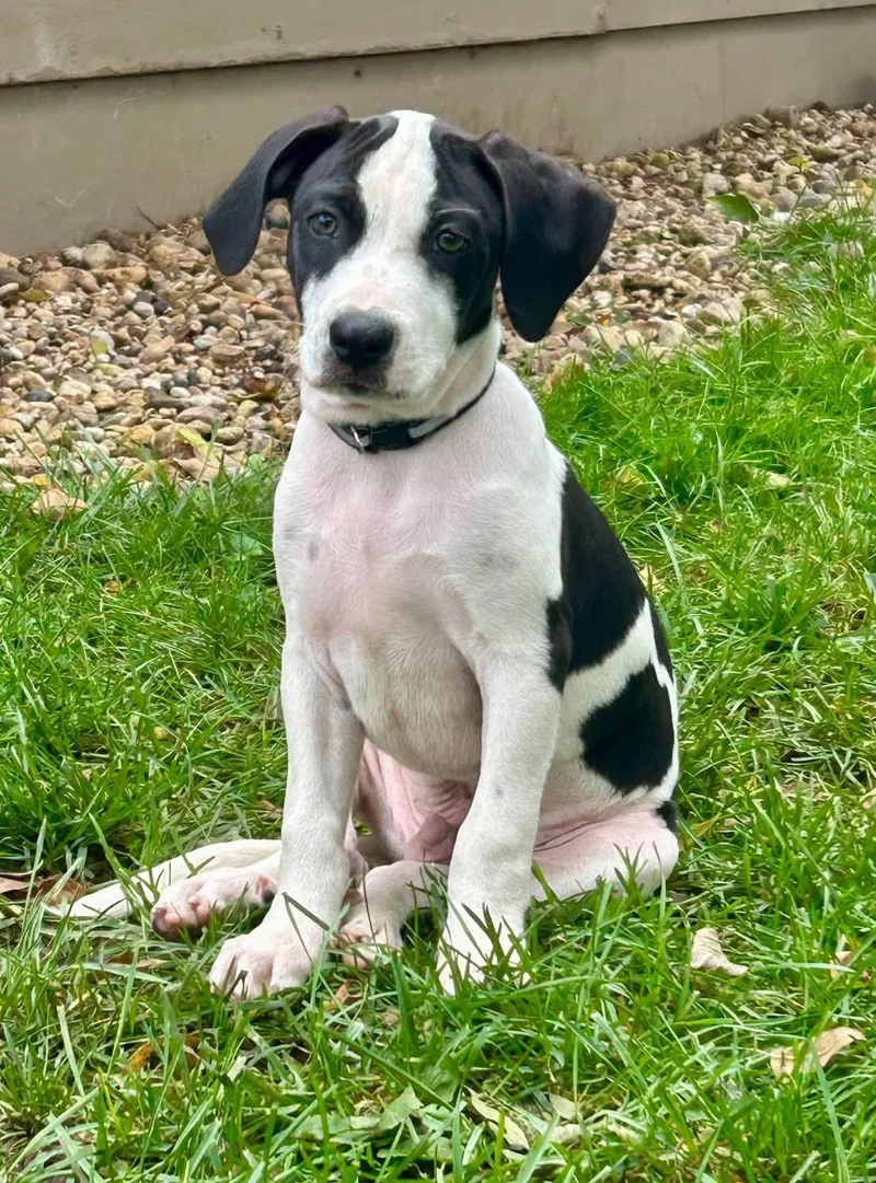 A baby medium-sized male Harlequin Mixed Breed dog named Skye Lewis for adoption in Clinton, WI