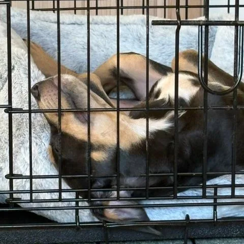 A baby medium-sized female Black Australian Cattle Dog / Blue Heeler dog named Haley D for adoption in Minnetonka, MN