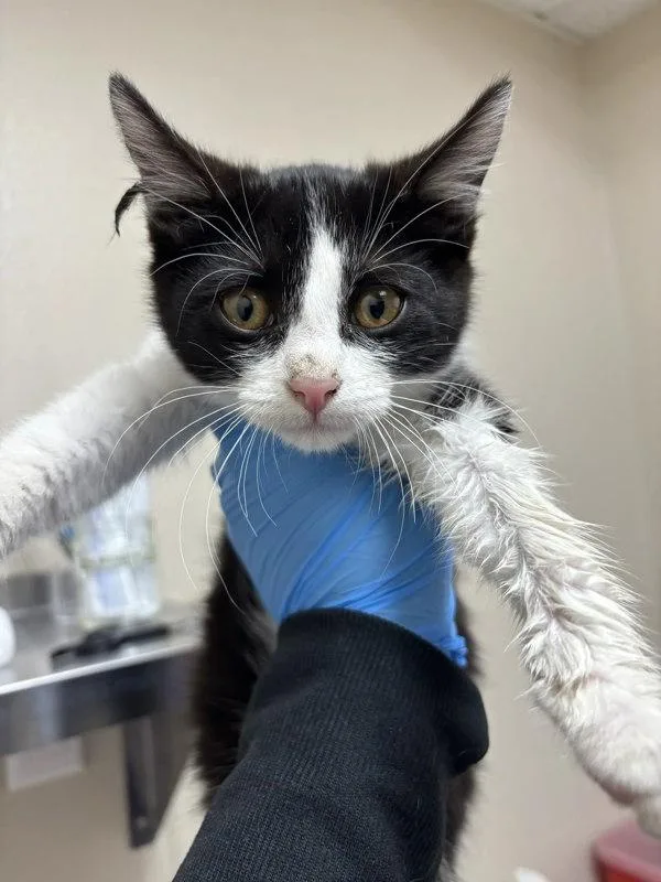 A baby small-sized male Domestic Short Hair cat named Terry Cloth for adoption in Sherwood, OR