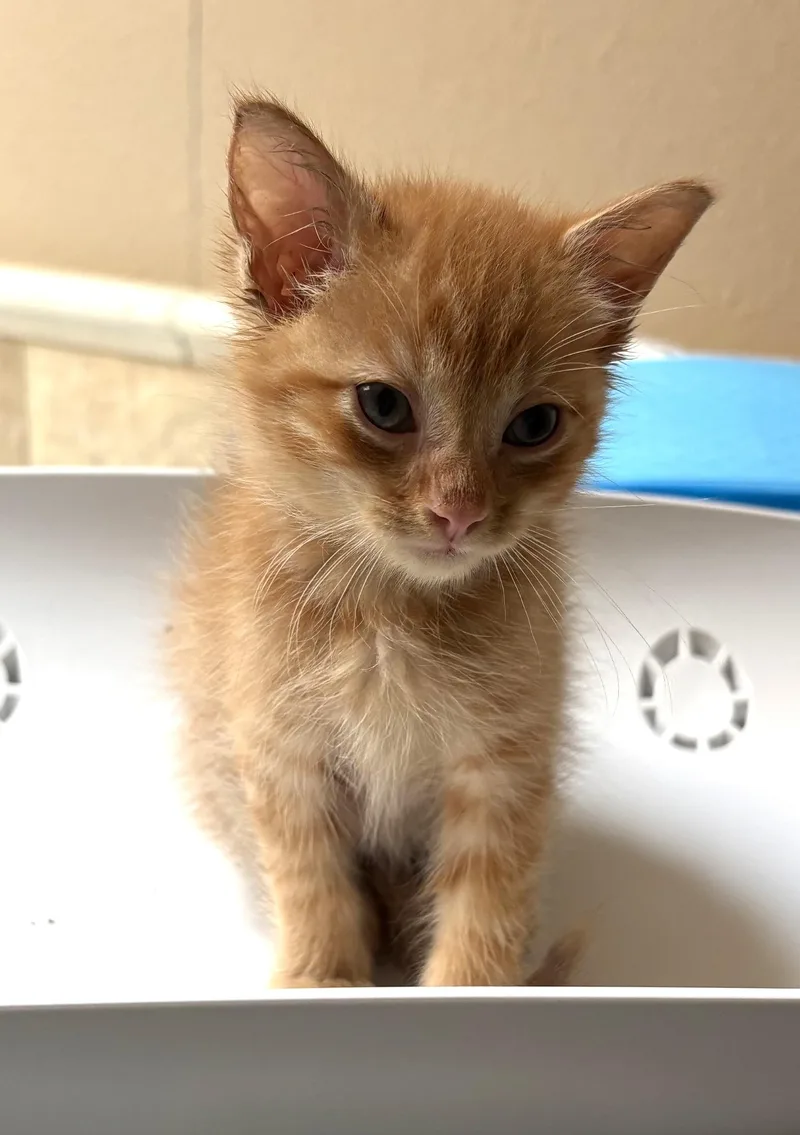 A baby medium-sized male Tabby (Orange / Red) Tabby cat named Eric for adoption in Trophy Club, TX