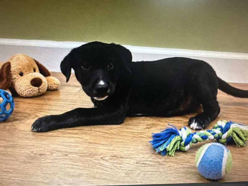A baby medium-sized male Labrador Retriever dog named Buster for adoption in Carmel, NY