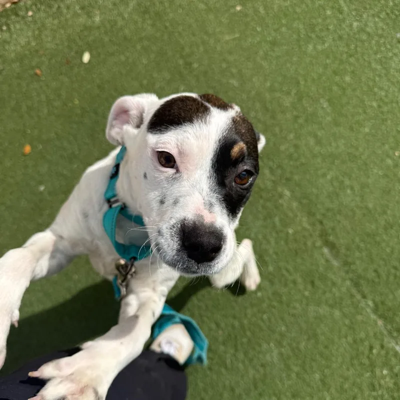 A young medium-sized female White / Cream Mixed Breed dog named Zoe for adoption in Naples, FL