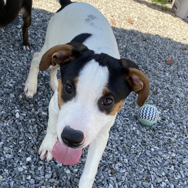 A baby small-sized male White / Cream Mixed Breed dog named Parker for adoption in Walnut Cove, NC
