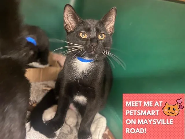 A baby small-sized male Domestic Short Hair cat named Fred for adoption in Fort Wayne, IN
