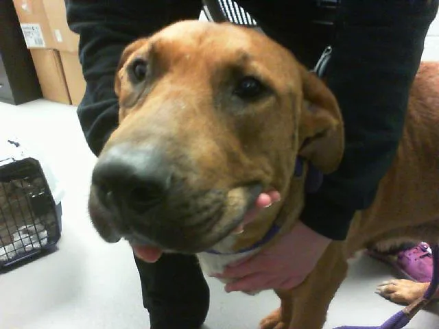 An adult large-sized female Labrador Retriever dog named Tillie for adoption in Charlotte, NC