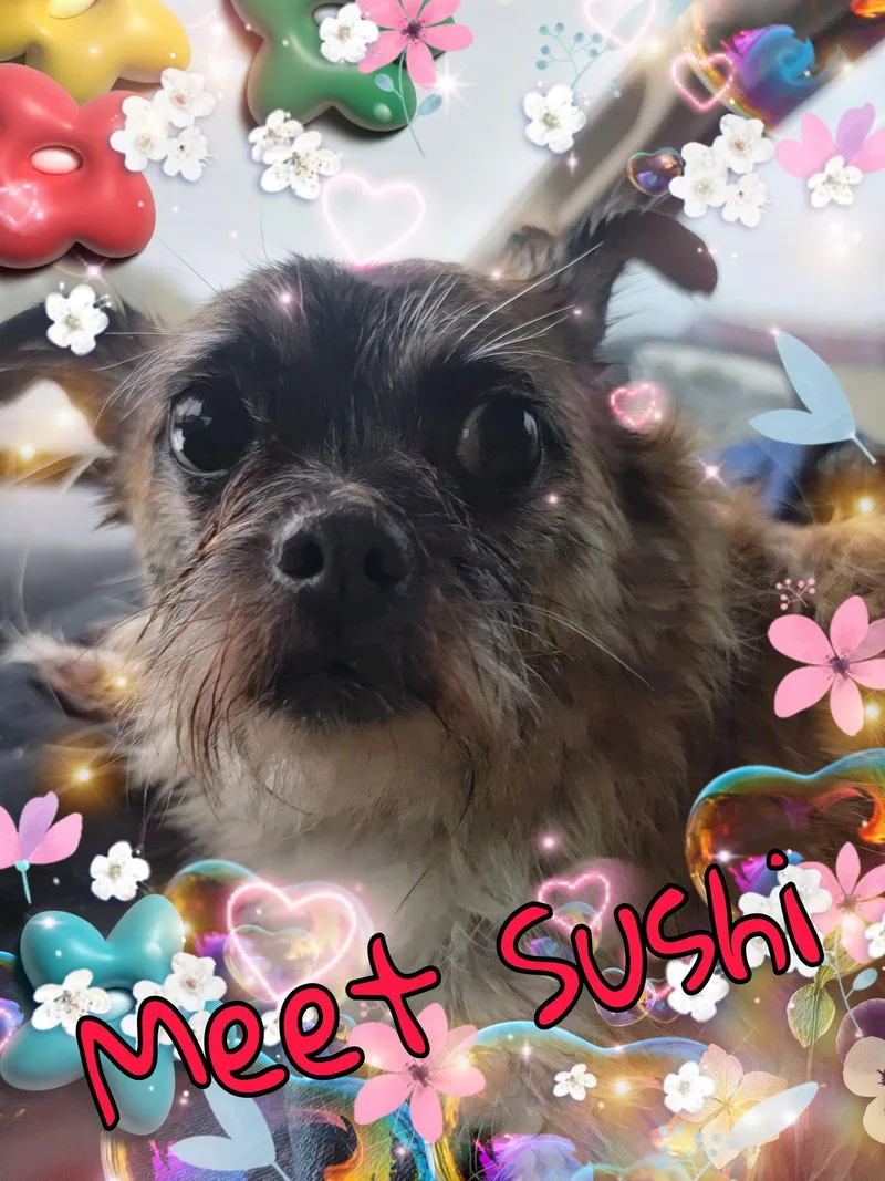 Sushi thumbnail 2