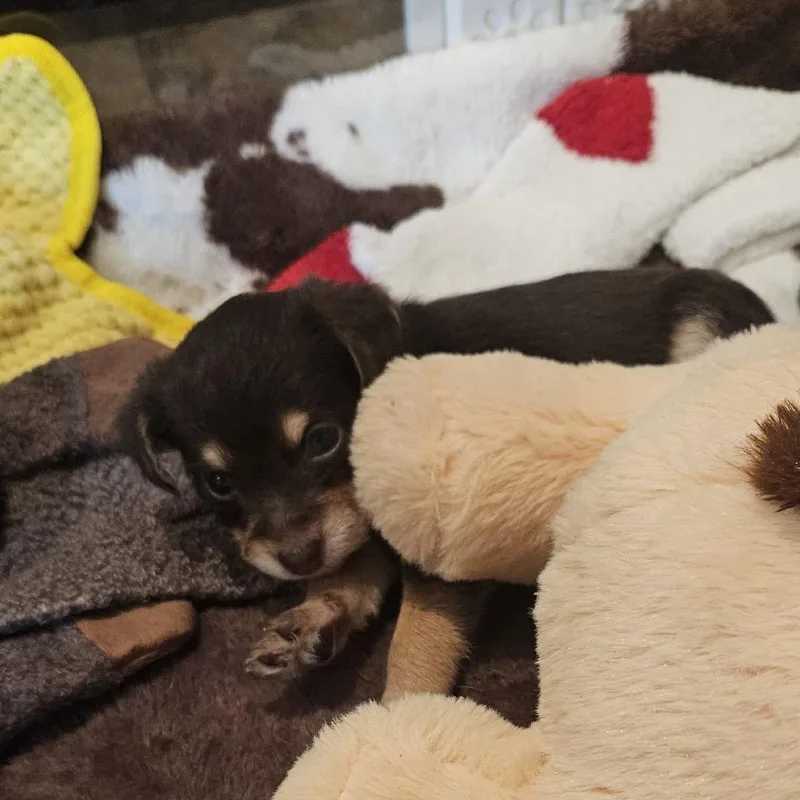 A baby small-sized female Black Terrier dog named Sharron for adoption in Austin, TX