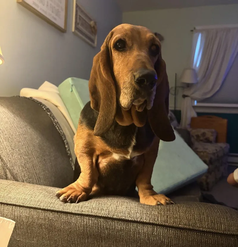 Penny
