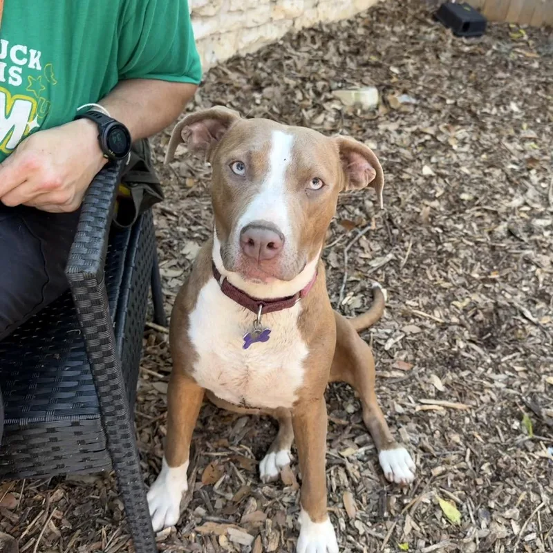 An adult medium-sized female Brown / Chocolate Terrier dog named Filly for adoption in Boerne, TX
