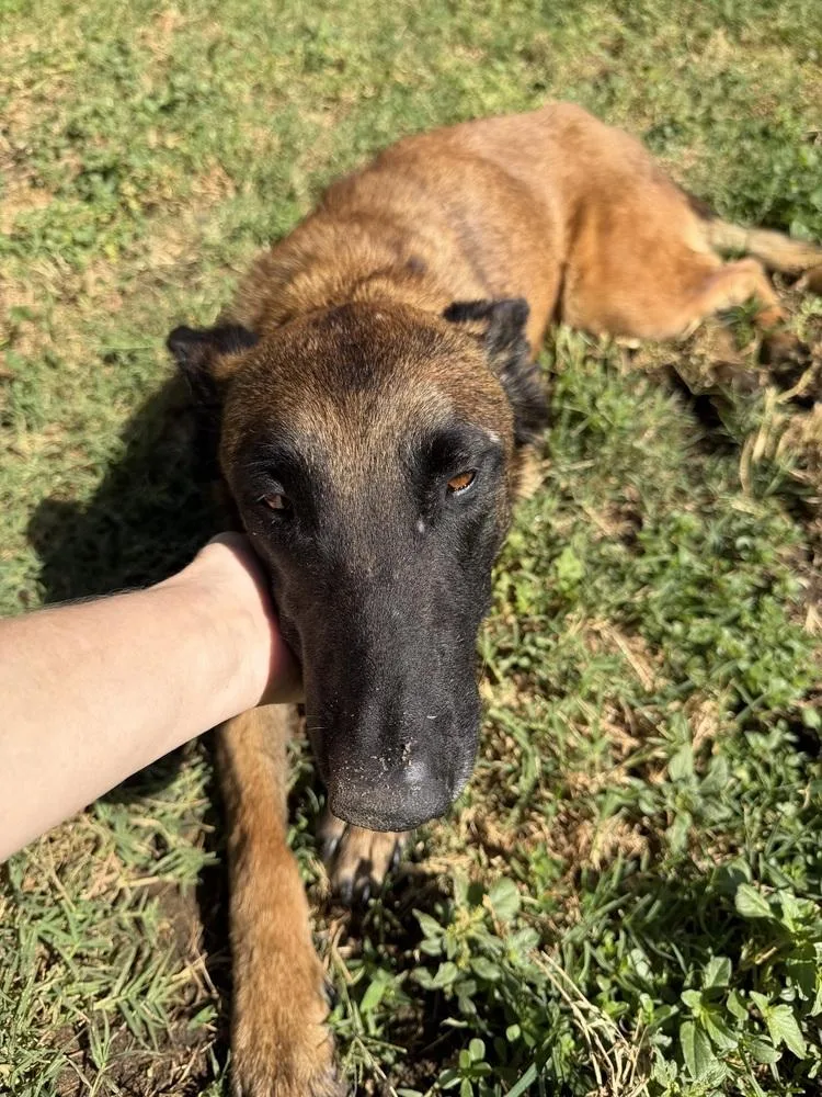 A young small-sized female Tricolor (Brown, Black, & White) Belgian Shepherd / Malinois dog named Siesta Located In Ca for adoption in Imlay City, MI