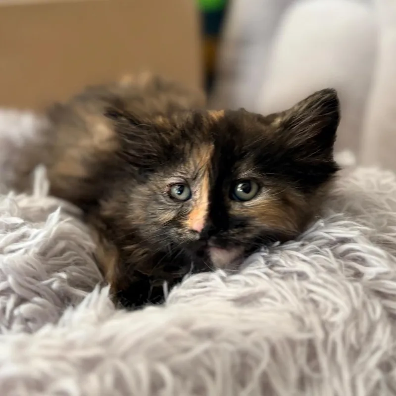 Fran