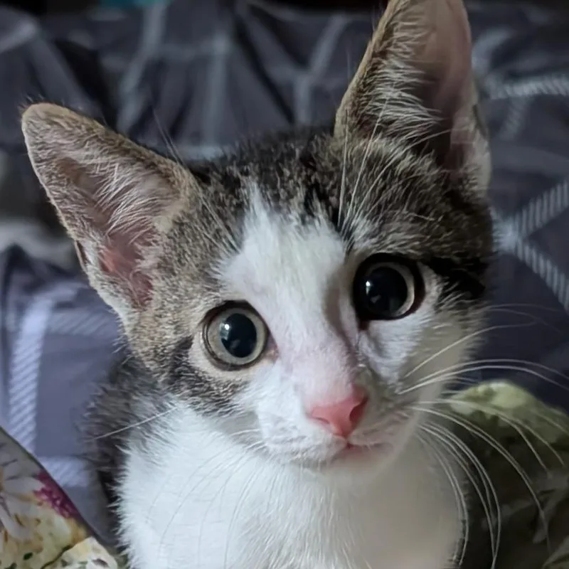 A baby small-sized male Domestic Short Hair cat named Peeps for adoption in Cumming, GA
