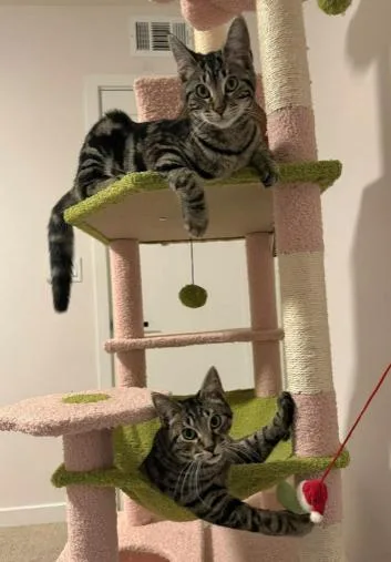 A baby medium-sized male Tabby (Brown / Chocolate) Domestic Short Hair cat named Nev for adoption in oceanside, CA