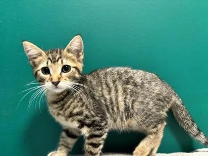 An adult small-sized female Domestic Short Hair cat named Hibiscus for adoption in St. Anne, IL