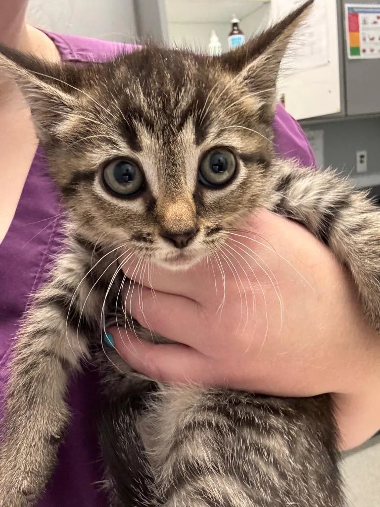 A baby medium-sized female Domestic Short Hair cat named Rachel for adoption in Bloomington, IN