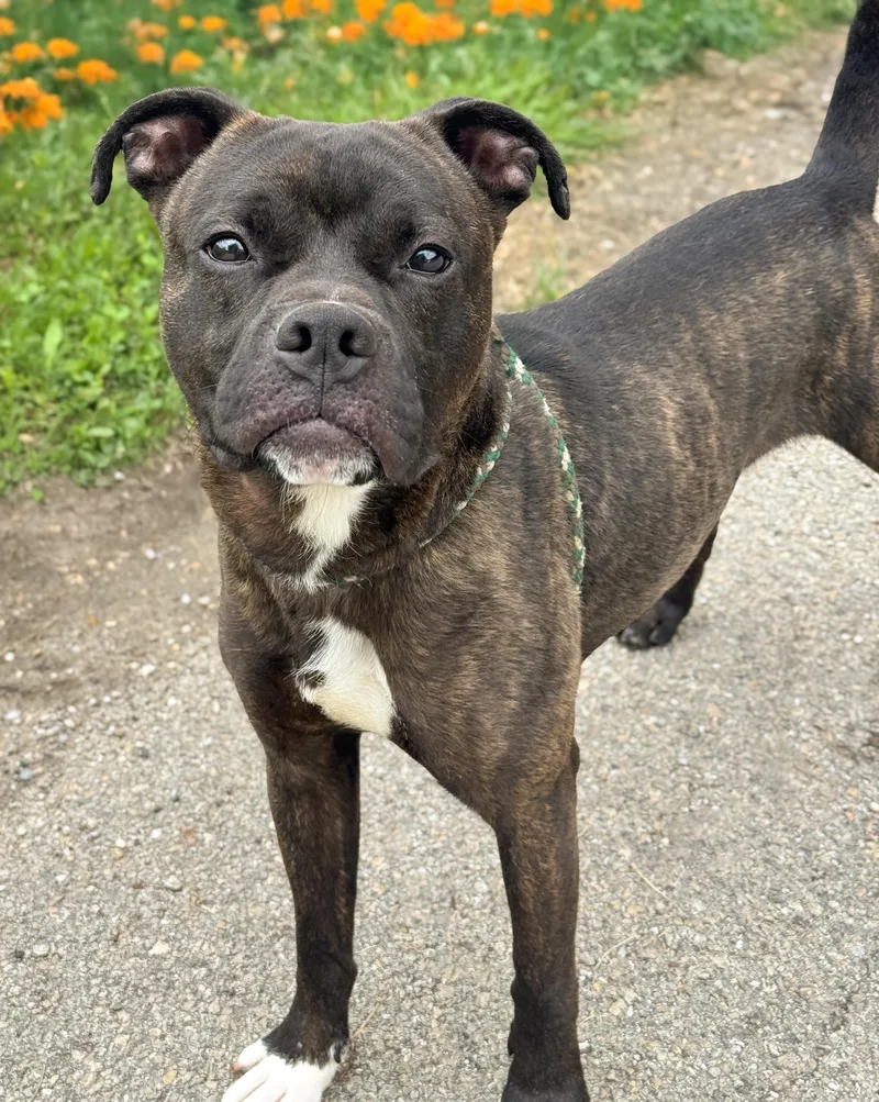 A young medium-sized male Brindle Pit Bull Terrier dog named Capone for adoption in Anderson, IN