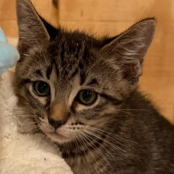 A baby small-sized male Tabby (Gray / Blue / Silver) Domestic Short Hair cat named Max for adoption in Cat Spring, TX