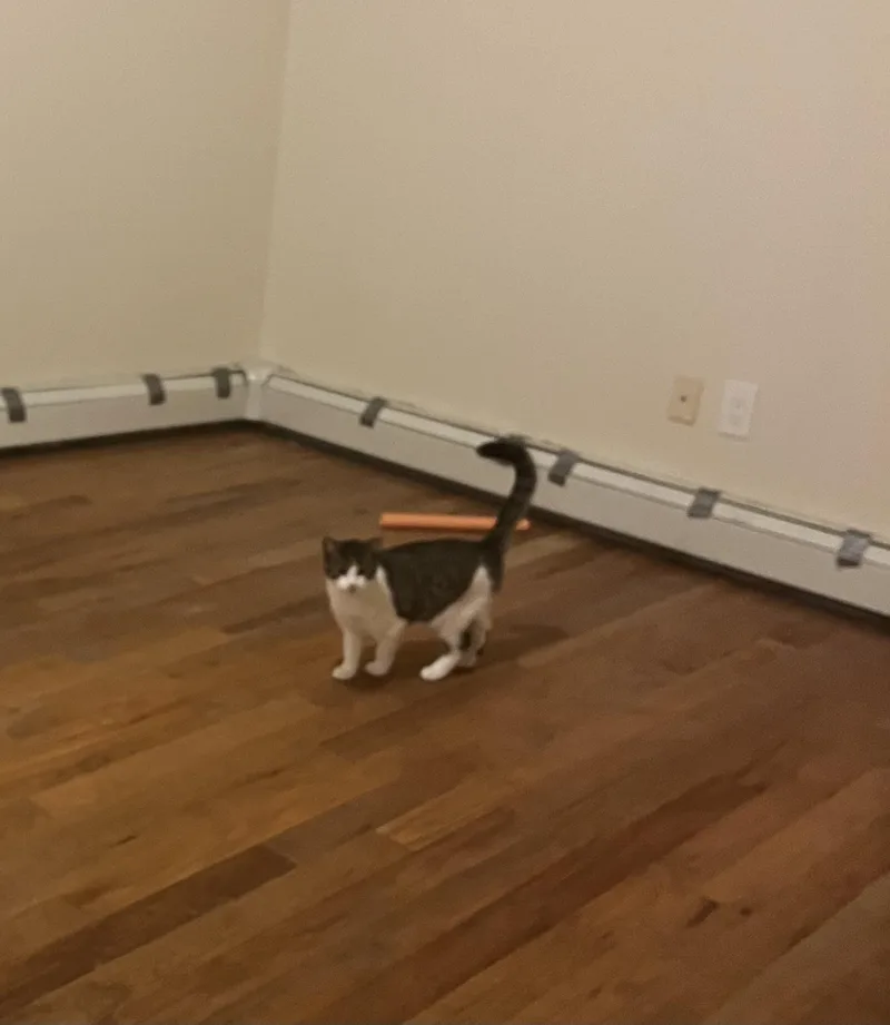 A young small-sized female Gray & White American Shorthair cat named Bolina for adoption in New York, NY