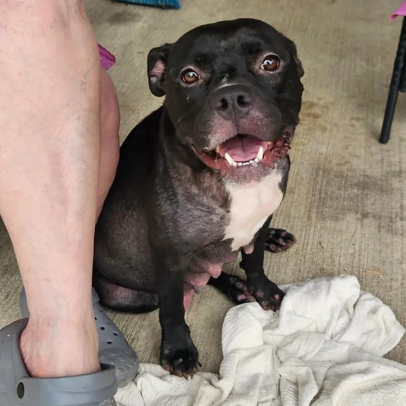 An adult medium-sized female Black American Bully dog named Ellis for adoption in Hackett, AR
