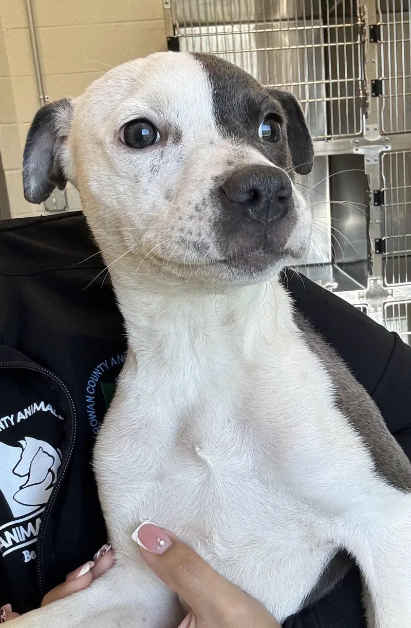 A baby medium-sized female Pit Bull Terrier dog named Bubbles for adoption in Salisbury, NC