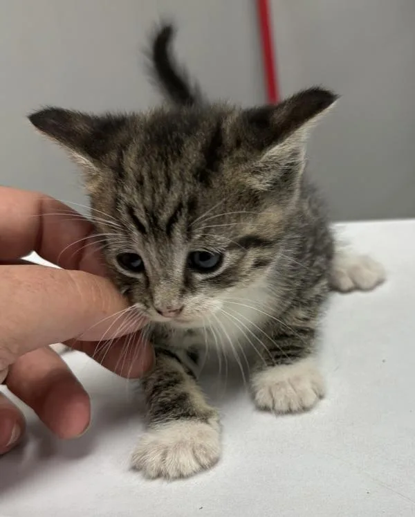 A baby small-sized female Domestic Short Hair cat named Pen Lady for adoption in Lawrenceville, GA