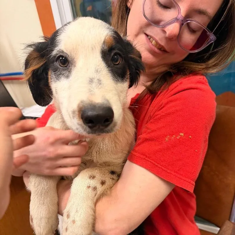 A baby medium-sized male Black Border Collie dog named Bandit for adoption in Park Falls, WI
