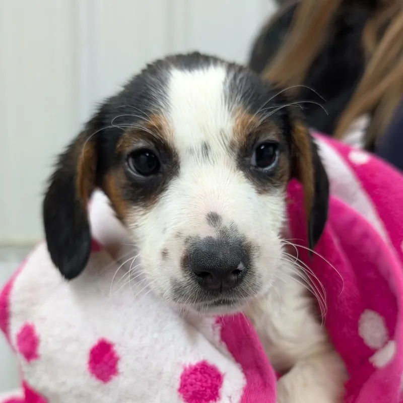 Frenchie thumbnail 2