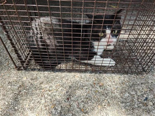 An adult large-sized male Domestic Short Hair cat named A for adoption in Houston, TX