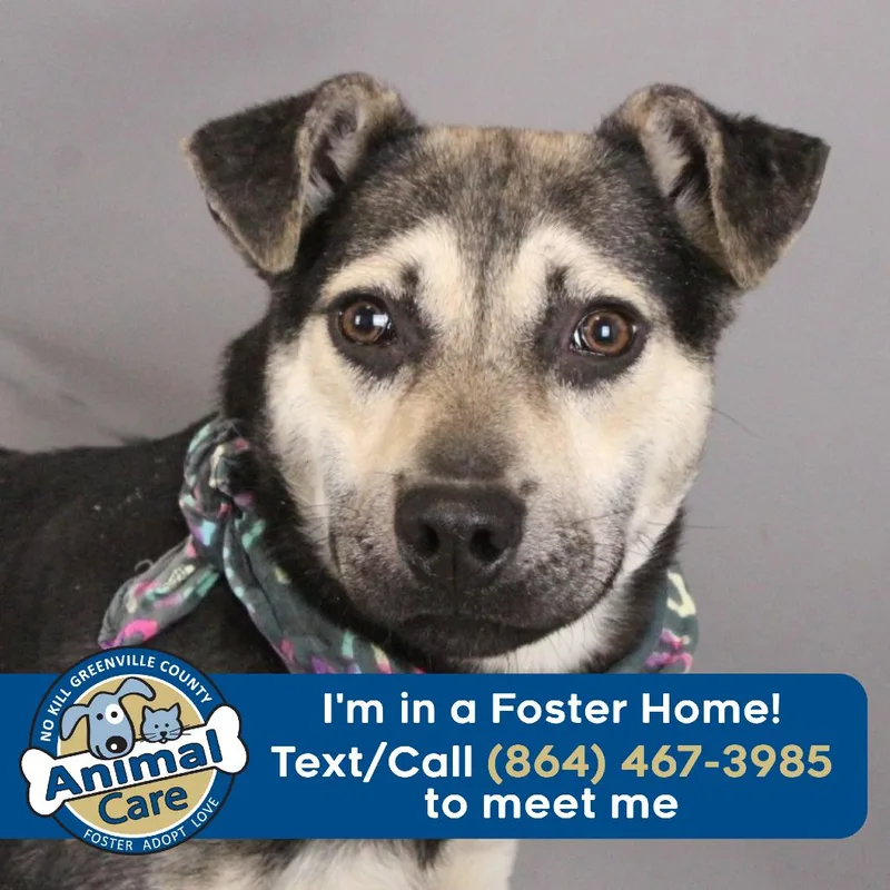 An adult small-sized male Shepherd dog named Zorro for adoption in Greenville, SC