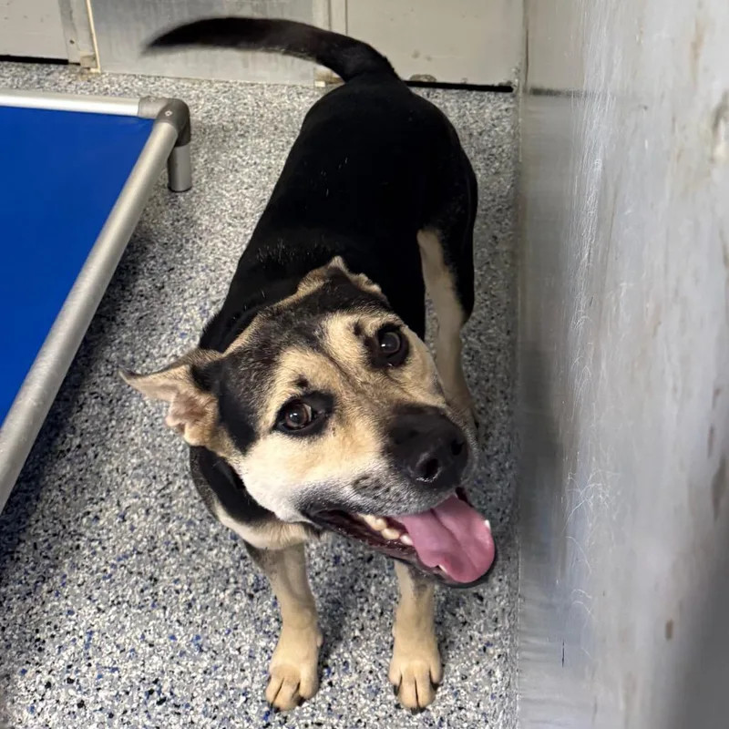 Zorro thumbnail 4