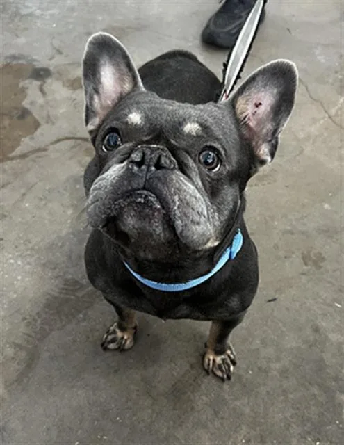 Bruce