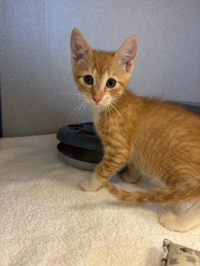 A baby small-sized male Domestic Short Hair cat named Dopey for adoption in Liverpool, NY