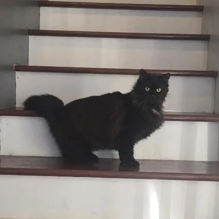 An adult medium-sized male Black Domestic Long Hair cat named Mr. Fluffy for adoption in Nashville, TN