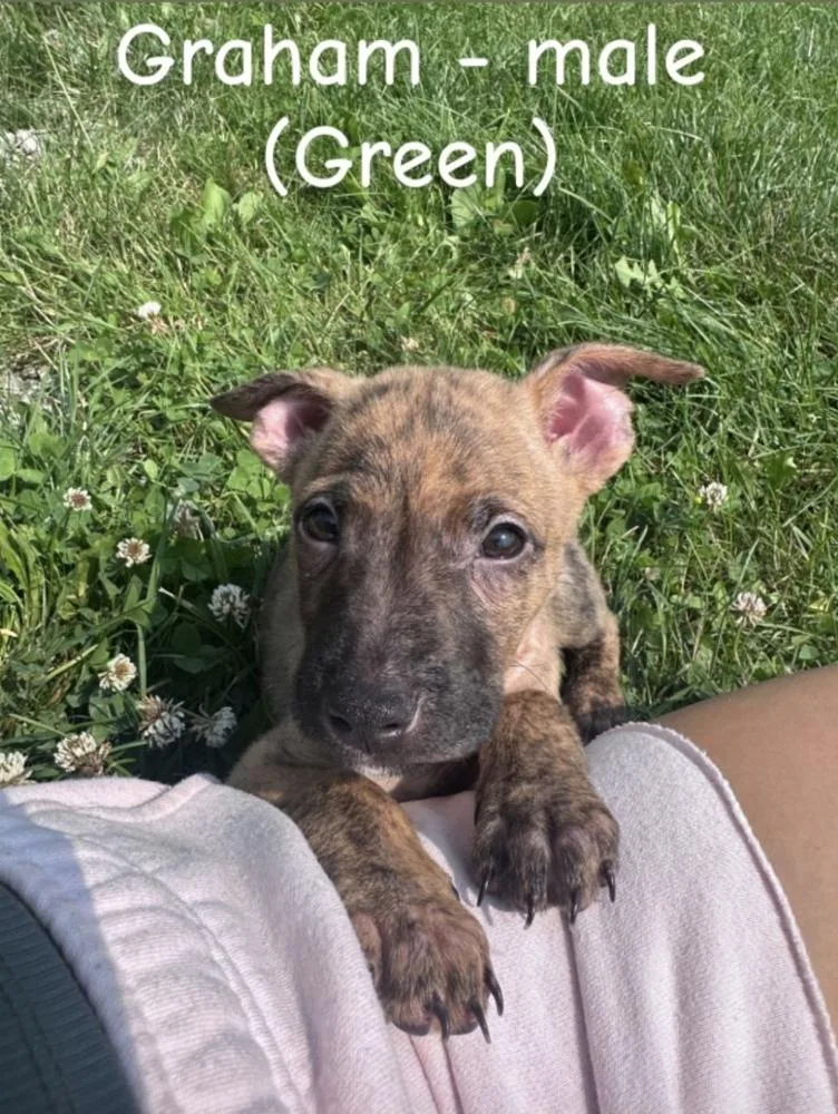 A baby large-sized male Brindle German Shepherd Dog dog named Graham for adoption in Irwin, PA