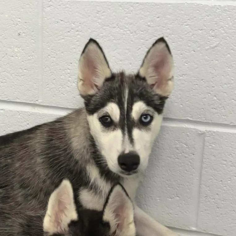 A baby small-sized female Black Husky dog named Muffin for adoption in Delaware, OH